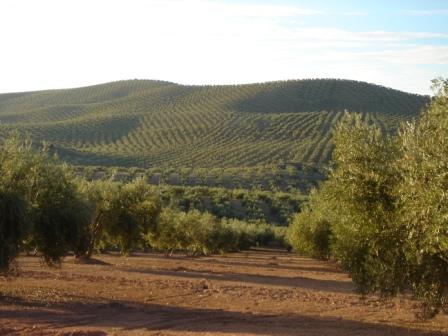 Landschap met olijfboomgaarden in de buurt van La Porcuna.